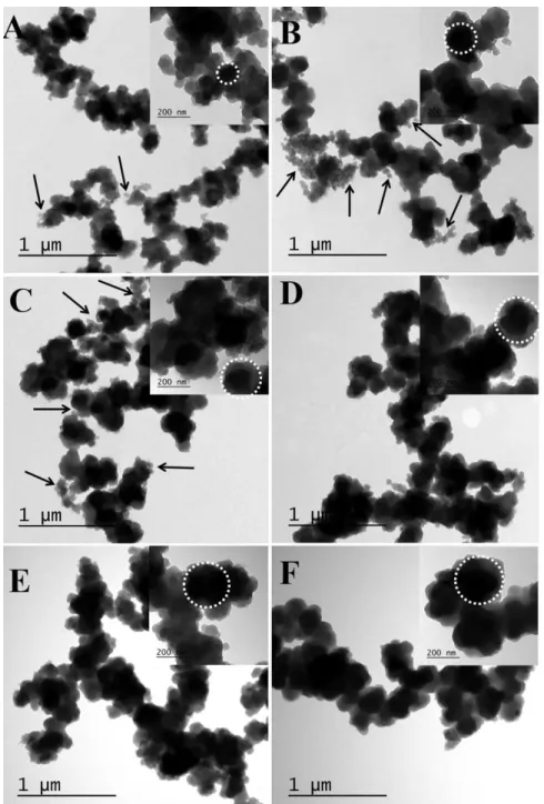 Figure  2.2  TEM  photomicrographs  of  PPy-co-PPyCOOH  particles  prepared  in  different  reaction times from 10 min to 24 hours: (A) 10 min, (B) 40 min, (C) 1.5 h, (D) 6 h, (E) 12 h,  and (F) 24 h