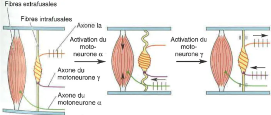 Figure 1.2 : Fonction du motoneurone  γ   lors de la contraction musculaire (Figure tirée de Bear et al., 2002) 