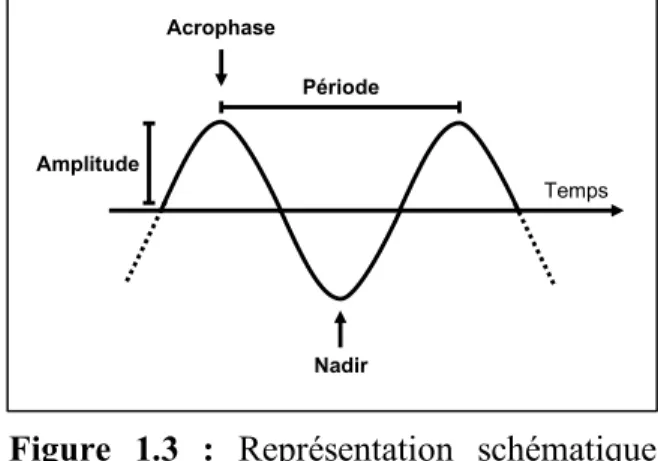 Figure  1.3  :  Représentation  schématique  d’un  cycle  d’expression  complet  d’un  gène  du cycle circadien