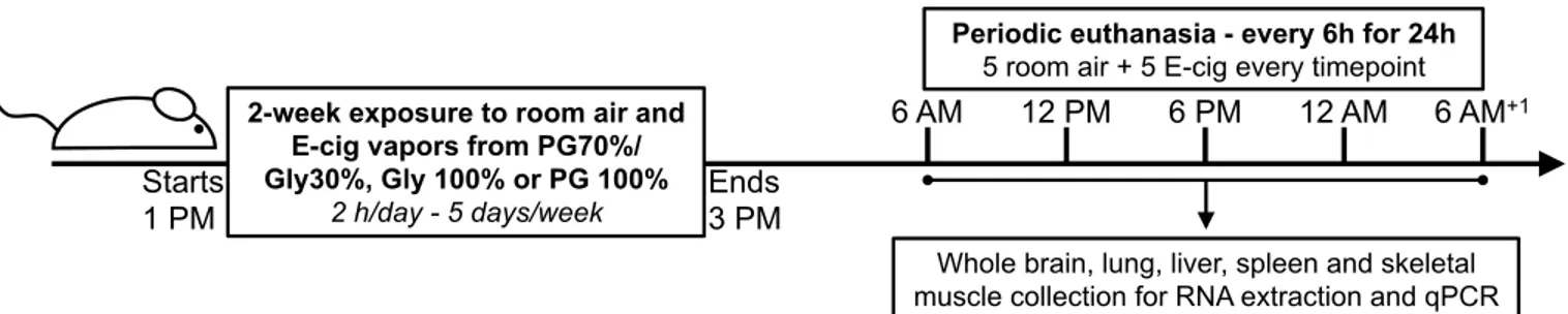 Figure 2.2:  Periodic euthanasia protocol used to assess the impact of electronic cigarette  vapors on circadian rhythmicity