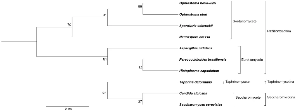 Figure 3.1 Phylogeny of ascomycete fungi based on concatenated Internal Transcribed Spacer 1 sequences (ITS1)