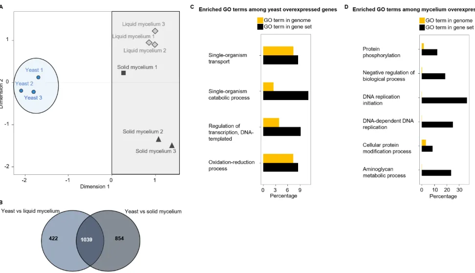 Figure 3.2 Sample variability, differential gene expression and enriched Gene Ontology (GO) analysis between yeast and mycelium samples of  Ophiostoma novo-ulmi