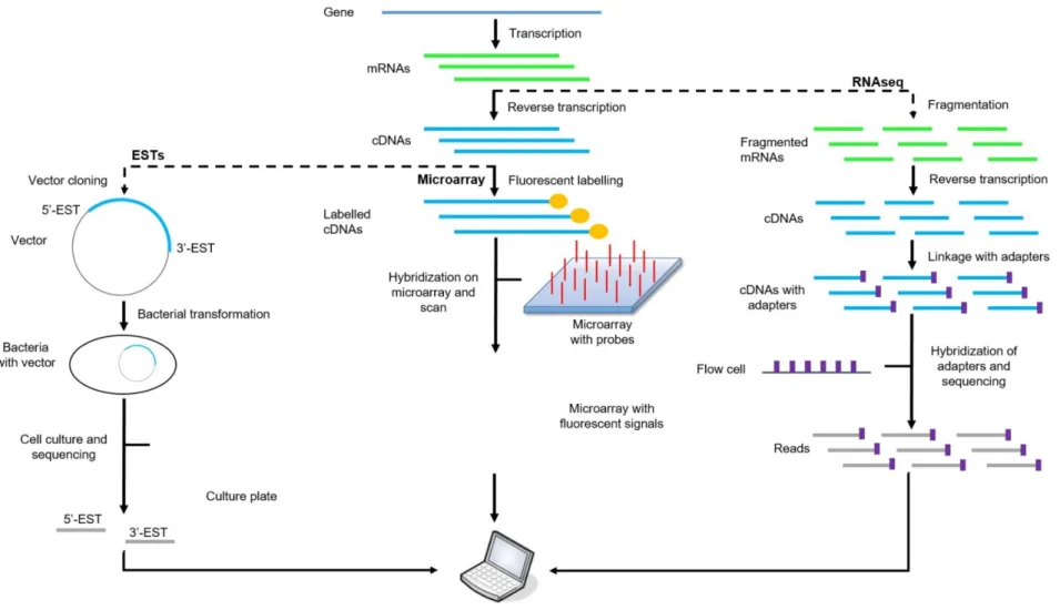 Figure 2.3 General and simplified workflows for EST-, microarray- and RNAseq experiments