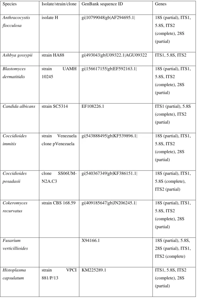 Table S2.1 Species and strain/isolate names and GenBank ID of the sequences used to  build the phylogenetic tree