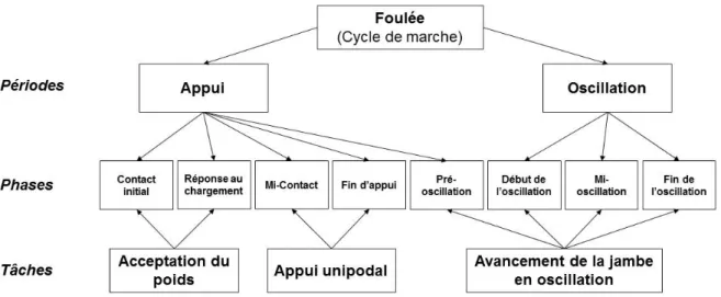 Fig. 1.1: Divisions du cycle de marche.  