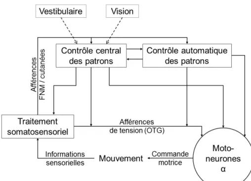 Fig. 1.6: Vue schématique du contrôle neural de la marche. 