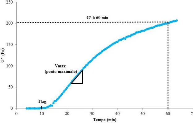 Figure 2 : Exemple de cinétique de coagulation du lait par la présure – évolution du  module d’élasticité (G’) en fonction du temps
