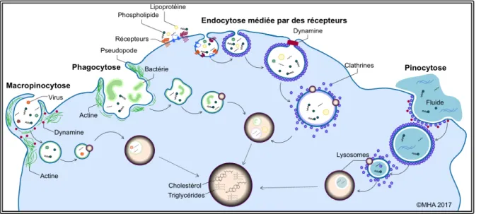 Figure 1.4 Les mécanismes d’endocytose chez les macrophages.  