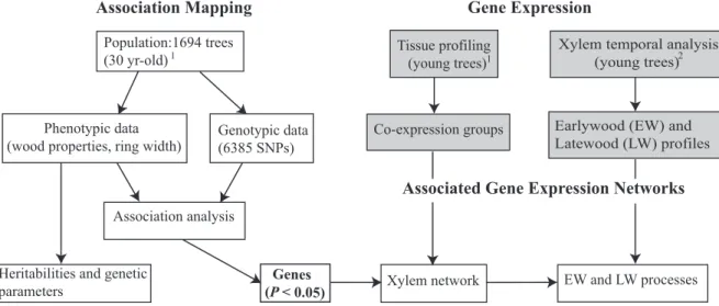 Figure  2.1  Flowchart  of  the  different  analyses  and  data  sources.  Shaded  boxes  represent  gene  expression  data  and  analyses  reported  in  Raherison  et  al