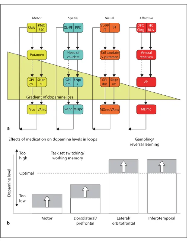 Figure 1 : Représentation des circuits fronto-striataux, de la progression de la déplétion dopaminergique dans  chacun d'eux et des conséquences sur le fonctionnement cognitif