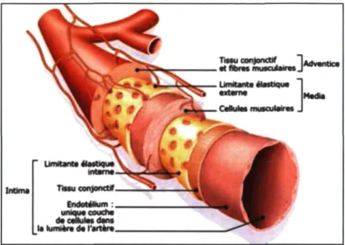 Figure 1.1 : Artère et ses trois tuniques: intima, média, adventice  Figure adaptée du site www.tensiometre.net 