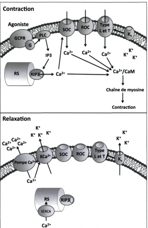 Figure 1.2 : Schéma simplifié de la contraction et de la relaxation des CML V 
