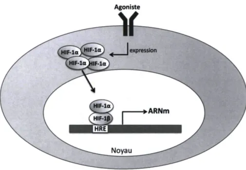 Figure 1.3 : Activation du facteur de transcription HIF-1 en normoxie 