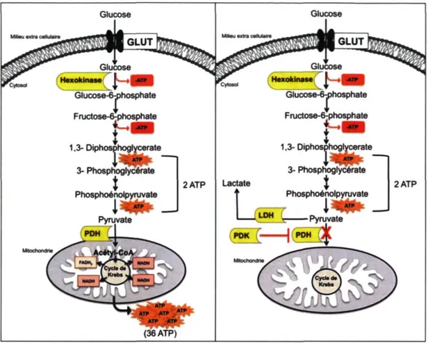 Figure 1.5 : Dégradation du glucose par la glycolyse aérobique et anaérobique  1.5.1.1 Glycolyse aérobique 