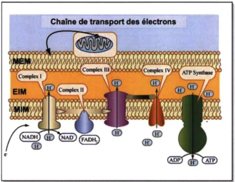 Figure 1.6 : Chaîne de transport des électrons dans la mitochondrie  Figure adaptée du site www.biochem.arizona.edu 