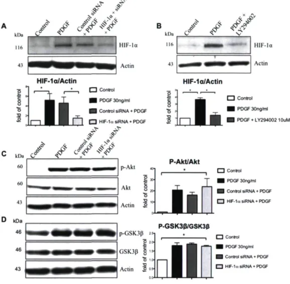 Figure 2.1 : HIF-1 is activated by PDGF in normoxie hCASMCs and is regulated by  PI3K/Akt/GSK3 pathway 