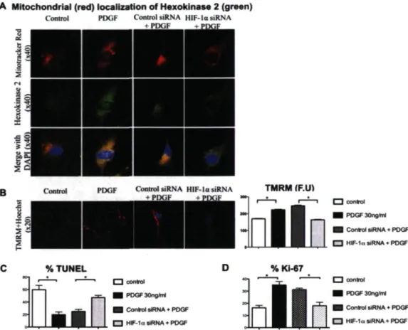 Figure 2.3 : Translocation ofHXK2 to mitochondria hyperpolarizes mitochondrial  membrane, decreases apoptosis and enhances proliferation of hCASMCs 