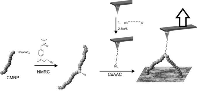 Figure 1: Schematic representation of the synthesis of mid-chain alkyne-functionalized polymers via combination of CMRP and NMRC followed by CuAAC conjugation with an AFM tip grafted with a short azide-bearing linker