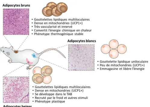 Figure 2 : Représentation schématique récapitulant des caractéristiques propres aux adipocytes bruns, blancs,  beiges