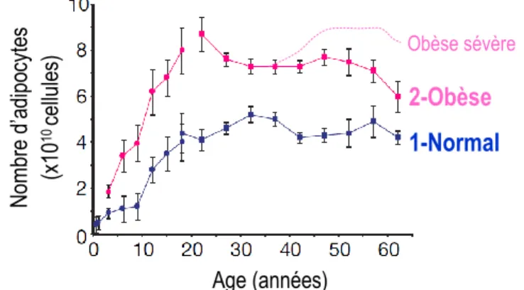 Figure 5 : Graphique représentant le nombre d’adipocytes en fonction de l’âge pour des individus de poids  normal (1 bleu) ou obèse (2 rose)