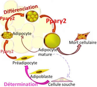 Figure 6 : Schéma du cycle de vie de l’adipocyte. Les adipocytes à différents stades sont illustrés par des images  avec leur nom en-dessous