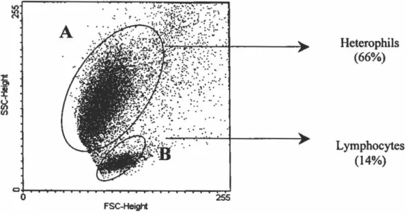 Figure 2: Typical Dot-plot of cell complexity and size obtained by flow cytometry  assessment  of leucocytes  with  a  pattern  typical  of nestling  bald  eagles  after  a  treatment  with  a  lysis  solution  without  fluorescent  beads