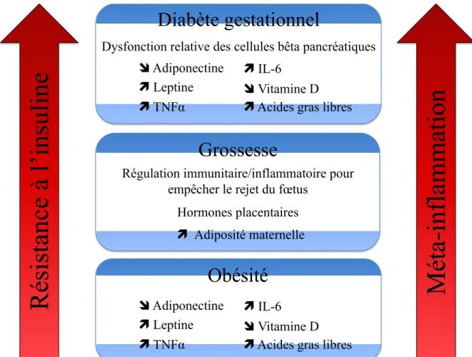 Figure 5. Résumé de certains mécanismes proposés contribuant à l’inflammation et la  résistance à l'insuline dans l'obésité, la grossesse et le diabète gestationnel