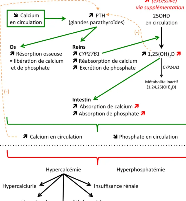 Figure 6. Implication de la vitamine D dans le métabolisme phosphocalcique et  conséquences métaboliques d’une intoxication à la vitamine D