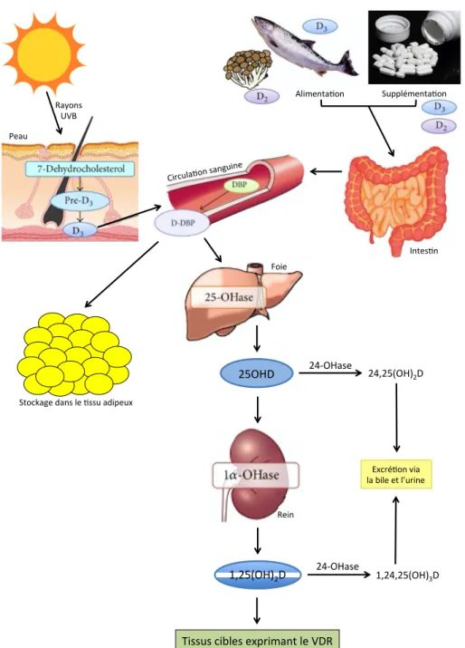 Figure 7. Schéma simplifié du métabolisme in vivo de la vitamine D.  