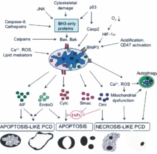 FIGURE 7 : LES DIFFÉRENTES VOIES DE SIGNALISATION  APOPTOTIQUES SE MANIFESTENT PAR UNE MORPHOLOGIE 