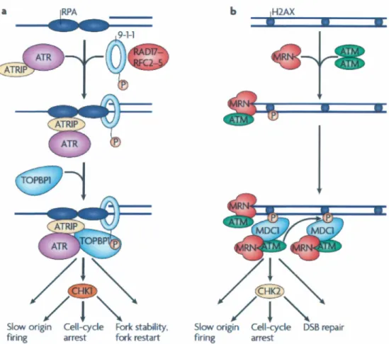 FIGURE 8 : MODÈLE D'ACTIVATION DES PROTÉINES ATM ET ATR EN  CAS DE DOMMAGES  À  L' ADN 