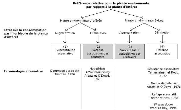 Figure  1.1  Organigramme  des  quatre  types  d’effets  associatifs.  Les  effets  associatifs  se  différencient par la préférence de l’herbivore pour la plante environnante, relativement à la  plante  d’intérêt