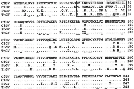 Fig.  4.  Multiple alignment  ofCfGV, C1GV  [13],  PbGV  [7] and TnGV [2]  g:ranulin amino  acid sequences