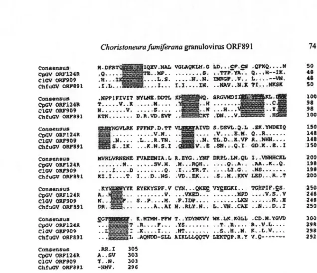 Fig. 3.  Multiple alignment ofamino ac id sequences ofChfuGV ORF891, ClGV ORF909 [Il] 