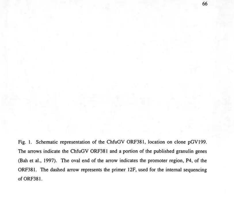 Fig.  1.  Sc hematie  representation  of the  ChfuGV  ORF381,  location  on  clone  pGV 199