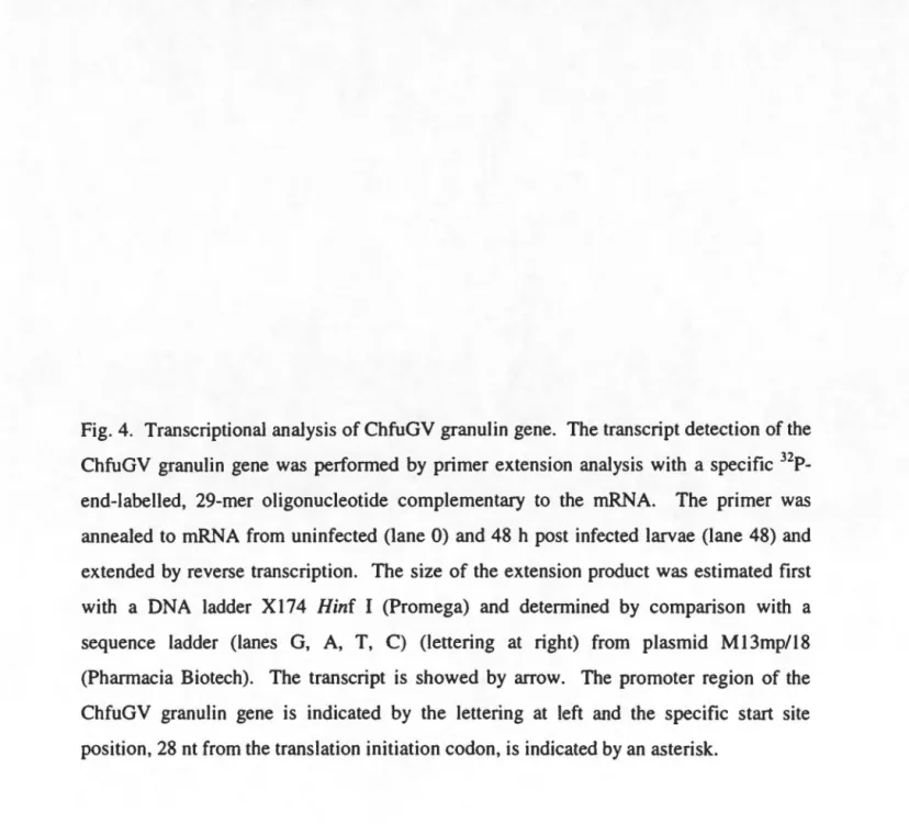 Fig. 4.  TranscriptionaJ anaJysis of ChfuGV granulin gene.  The transcript detection of the  ChfuGV  granulin  gene  was  performed  by  primer extension  anaJysis  with  a  specifie  32  P-end-labelled,  29-mer  oligonucleotide  complementary  to  the  mR