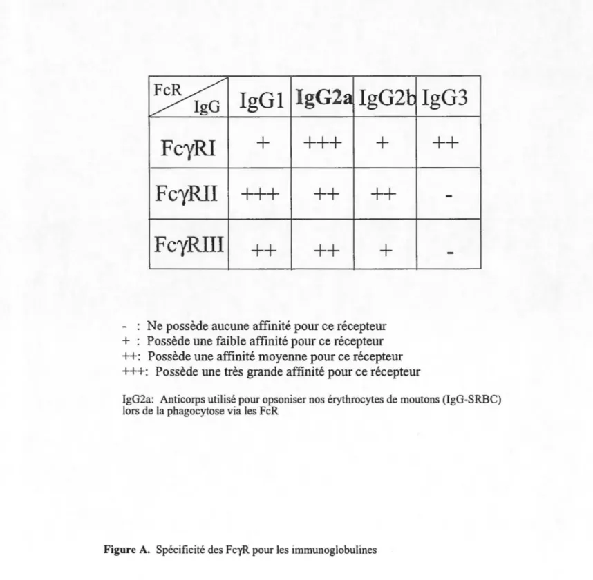 Figure A.  Spécificité des FcyR pour les immunoglobulines 