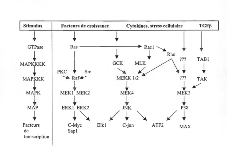 Figure C.  Voies principales des MAPK 