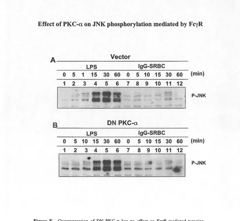Figure  E.  Overexpression  of DN  PKC-a  bas  no  effect  on  FcyR-mediated  tyrosine  phosphorylation  of JNK