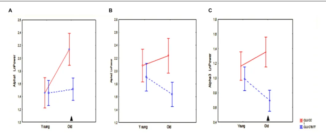 FIGURE 3 | The average absolute power of alpha1 (A), alpha2 (B), and alpha3 (C) bands (mean and SE) in young and old subjects with CLU CC and CLU CT &amp;TT genotypes