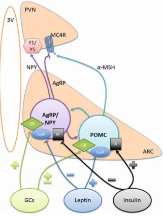 Figure 1.1 Homeostatic feeding regulation by AgRP and POMC neurons of 