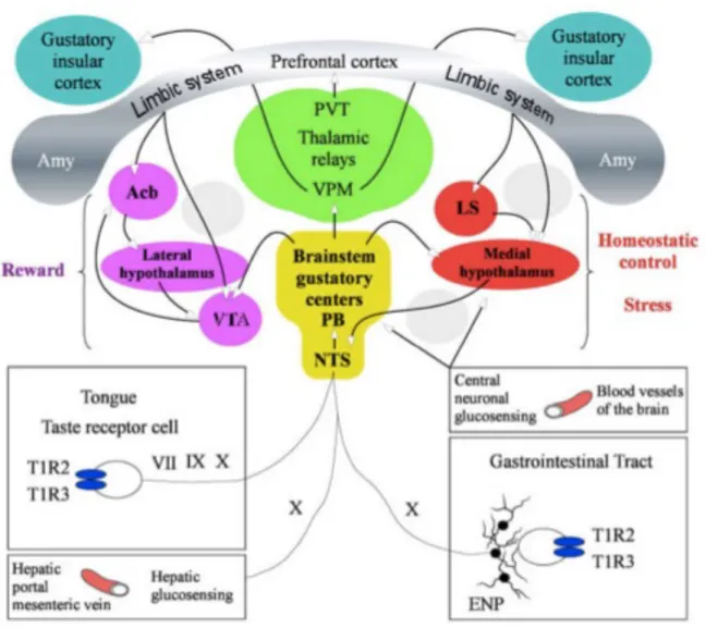 Figure  1.6  Peripheral  and  central  sucrose  sensing  and  responding  pathways. 