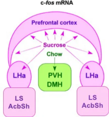 Figure  1.7  Schematic  showing  the  differential  c-fos  mRNA  expression  in  food-anticipating rats
