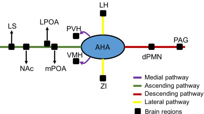 Figure 1.18 Projections from anterior hypothalamic area. 