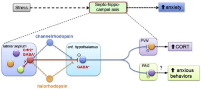 Figure 1.19 Lateral septum modulation of HPA axis. 