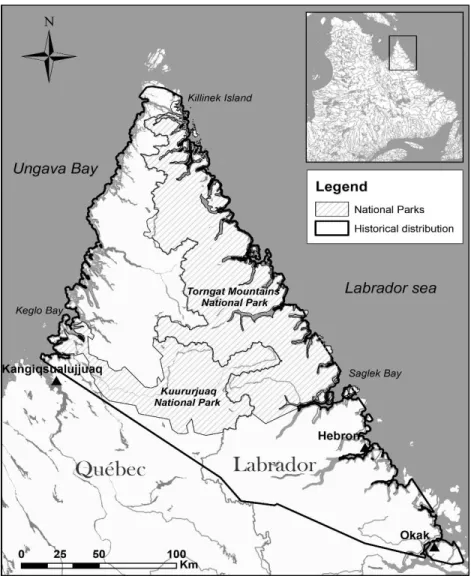 Figure 1. Historical distribution of the Torngat Mountains caribou herd based on a 100% minimum  convex polygon (MCP) of the locations of 10 adult caribou monitored from 1988 to 1999  (data  from  Schaefer  and  Luttich  1998)  coupled  with  the  100%  MC