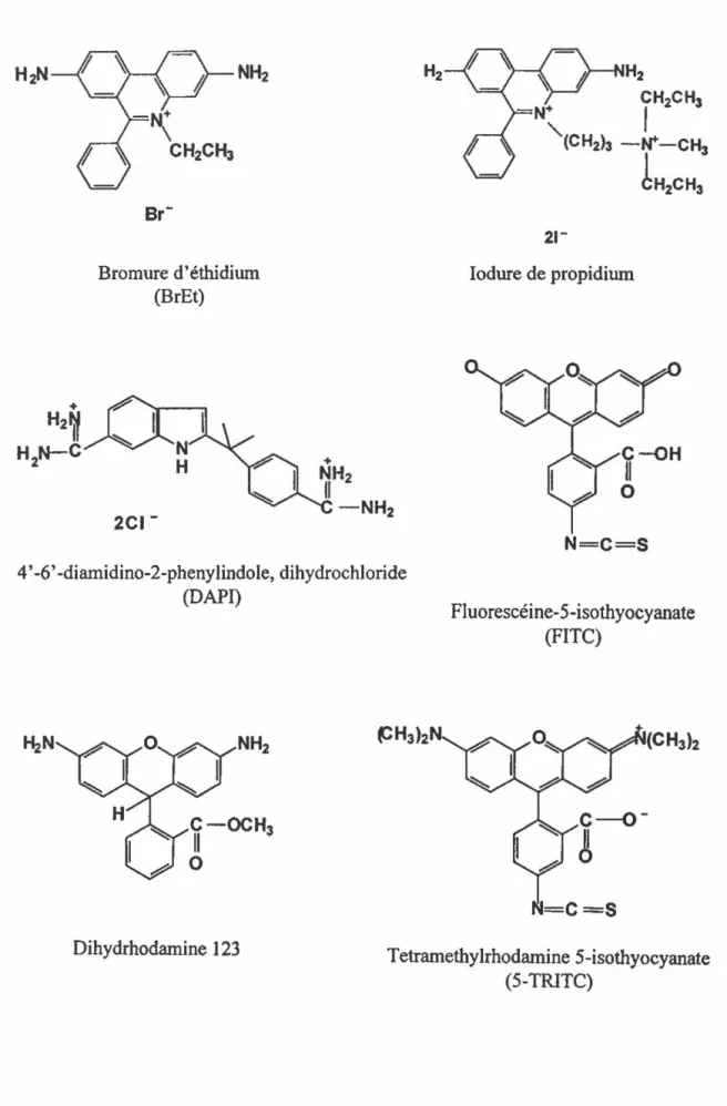 Figure 6 : Structures chimiques de différents fluorochromes  H~  H2~ +  H 2 N-C  NH2 Br-Bromure d'éthidium (Br Et)   2CI-NH2 +  II-NH2  4' -6' -diamidino-2-phenylindole, dihydrochloride  (DAPI)  H2  ~N  NH2  ~H3l2  C-OCH3  0 Il  H2  CH 2 CH3 -N+ 1 '\