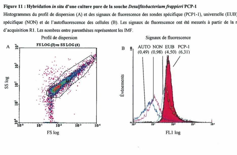 Figure Il :Hybridation in situ d'une culture pure de la souche Desulfitohacteriumfrappieri PCP-l 