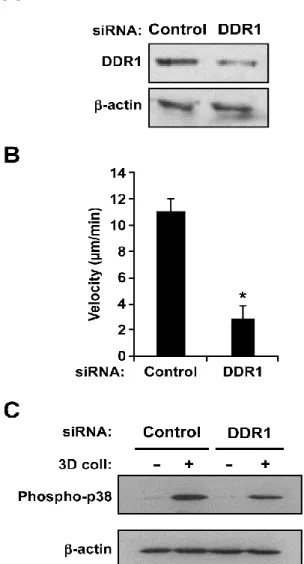 Figure 6: 3D collagen-mediated increase of p38 phosphorylation is dependent on DDR1. 