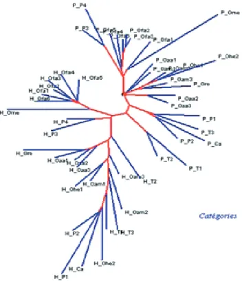 Graphique 4 : Catégories grammaticales, analyse arborée
